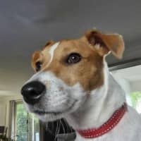 Photo of Milo