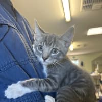 Photo of Jazz
