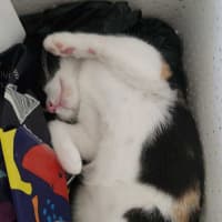 Photo of Nova