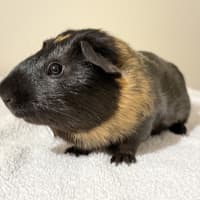 Photo of Cornflake