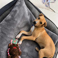 Photo of Timmy   11 Month Old Mastiff X