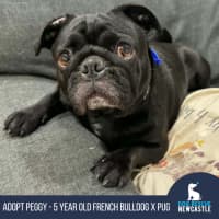 Photo of Peggy   5 Year Old French Bulldog X Pug
