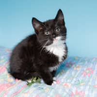 Photo of Princess Peach 