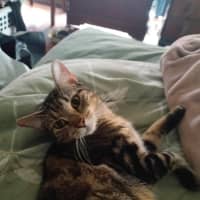 Photo of Cookie