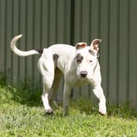 Photo of Jetta