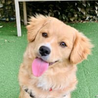 Photo of Cashew