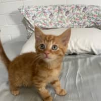 Photo of Hercules   Located In Ashwood