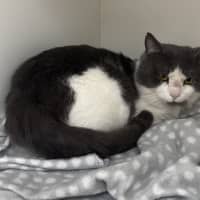 Photo of Shredder