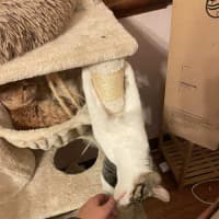 Photo of Mr White   Located In Reservoir