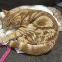 Photo of Rupert