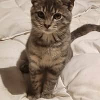 Photo of Tigger