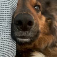 Photo of Piper   5 Year Old Shepherd X Border Collie
