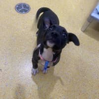 Photo of Nova