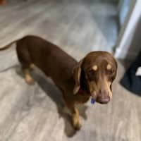 Photo of Milo   8 Year Old Dachshund