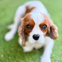 Photo of Riley