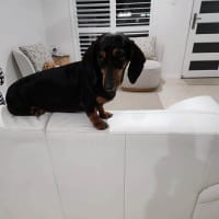 Photo of Tilly
