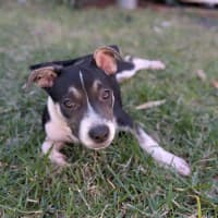 Photo of Sirena