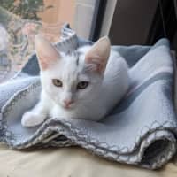 Photo of Yuki   Located In Coburg