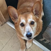 Photo of Ruby   11 Year Old Cardigan Corgi (Trial)