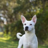 Photo of Casper