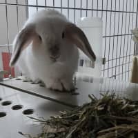 Photo of Queen Eliza Bun  Meet Me @ Petstock Double Bay! 