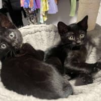 Photo of Bagheera