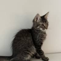 Photo of Waffle