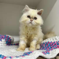 Photo of Gemini (Mello)