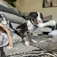 Photo of Loki   9 Week Old Catahoula X (Trial)