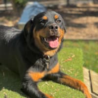 Photo of Tilly