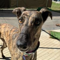 Photo of Aggie The Greyhound