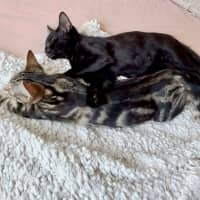 Photo of Asha & Kiki