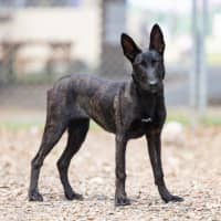 Photo of Prada (Fry)