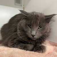 Photo of Phoenix