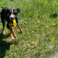 Photo of Bruno