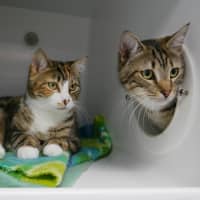 Photo of Maisey Rsuk013714 & Mekou Rsuk013713