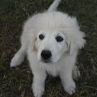Photo of Pebbles