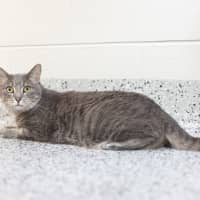 Photo of Bosley