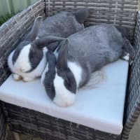 Photo of Clover & Connie