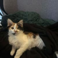 Photo of Sushi