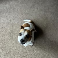 Photo of Shadow Quinell