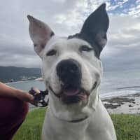Photo of Zelda