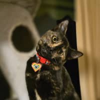Photo of Hazel