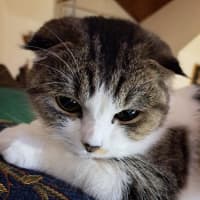 Photo of Melody