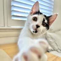 Photo of Pebbles 