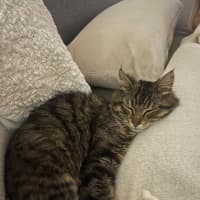 Photo of Pamplemousse
