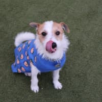 Photo of Tigger