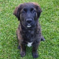 Photo of Moose