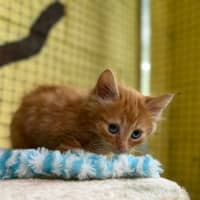 Photo of Prince Harry 