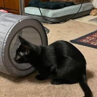 Photo of North   Meet Me At Adoption Day In Ballarat 28/2